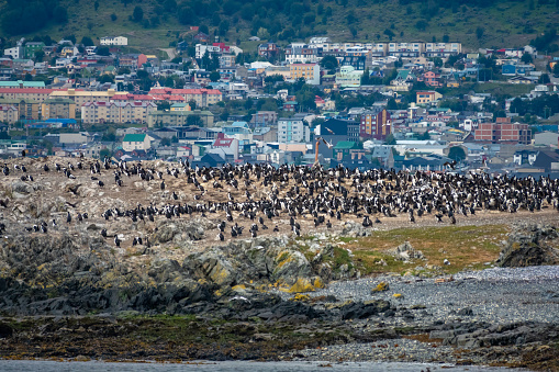 Colonies of blue-eyed (royal) cormorants, breeding on the rocky islets of the Beagle Channel, next to seals and other seabirds, Tierra del Fuego, Argentina