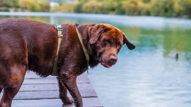 istock Adorable chocolate Labrador before jumping into the lake 1974598940