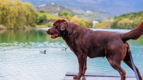 dog chocolate labrador retriever watching lake from pier. Having fun in nature. relax and walk with hound in park. happy host and nursling
