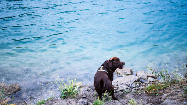 istock Labrador retriever on lake background 1974599993