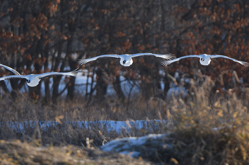 A flock of red-crowned cranes descending to Ito Sanctuary, Tsurui Village, Hokkaido.