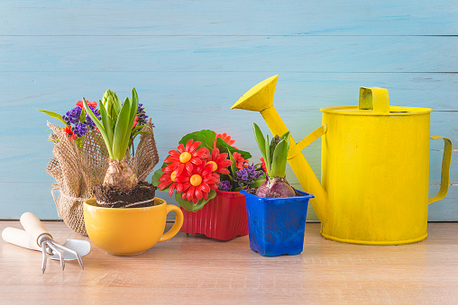 Young hyacinth fowers in pots, watering can and gardening tools on a blue wooden background