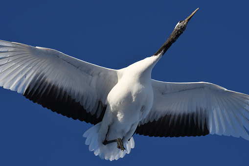 A red-crowned cranes descending to the park, Tsurui Village, Hokkaido.