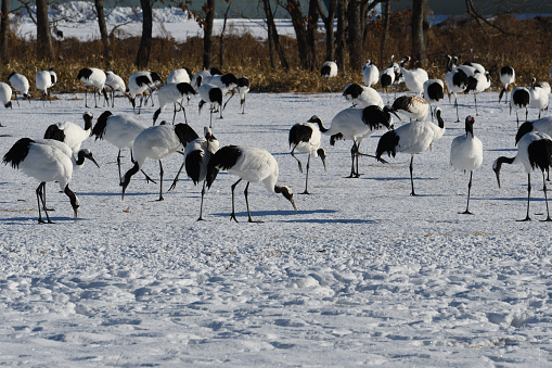 A flock of red-crowned cranes at Tsurumidai in Tsurui Village, Hokkaido in winter.
