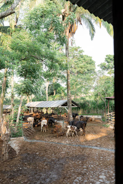 istock Cows Surrounded by Nature. Responsible Farm Management. Ethical Agriculture 1974626278