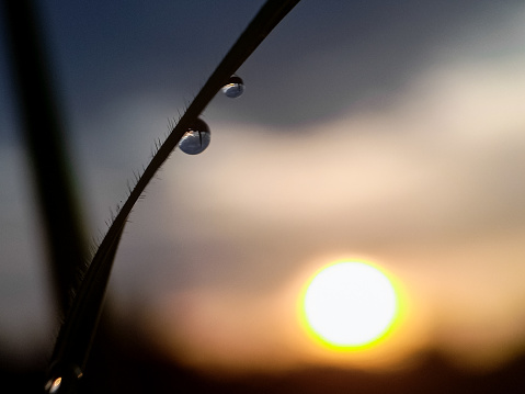 the sun rises in morning dew drops