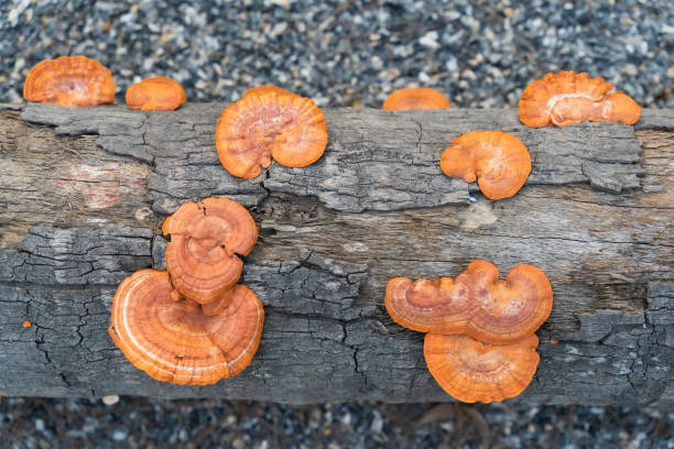 cogumelos de madeira crescem em árvores mortas, pycnoporus sanguineus é um fungo sapróbio alaranjado ou marrom apodrecido. cogumelos que crescem ao longo dos trópicos e subtrópicos, geralmente crescem em madeira de lei morta - orange mushroom asia brown - fotografias e filmes do acervo