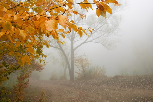 misty forest