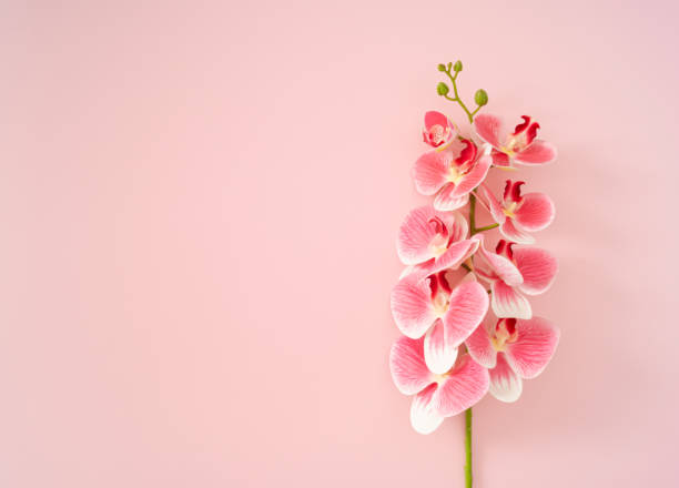 Spring and summer composition made with pink orchid flower on pink background with copy space. Minimal concept. Creative trendy floral background idea. Flower aesthetic. Flat lay. Top of view.