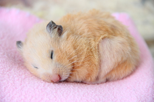 Syrian hamster sleeps on a blanket close-up
