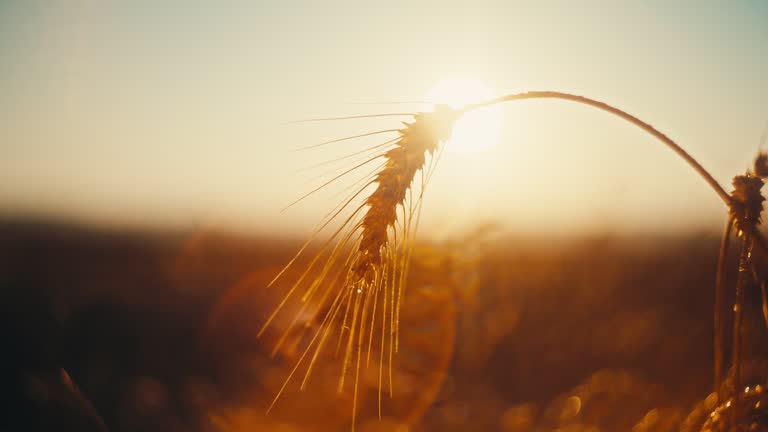 Slow Mo Beautiful View of Wheat in Jute Sack at Agricultural Field During Sunset