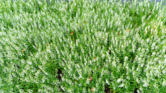 coriander seed with white flower blooming in summer