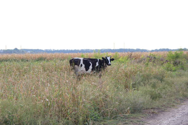 Black and white cow in the tall grass