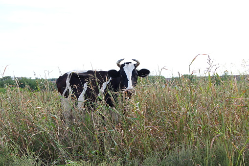 Black and white cow in the tall grass