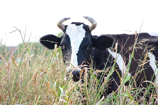 Portrait of black and white cow in the tall grass