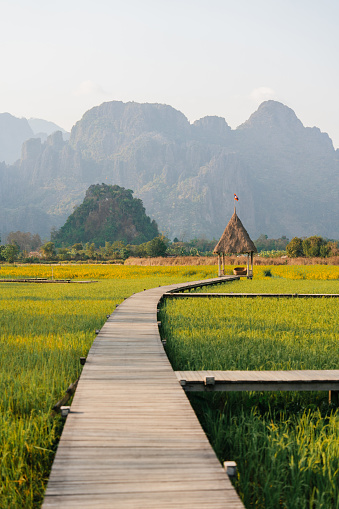 Scenic view of green rice paddy in Southeast asia