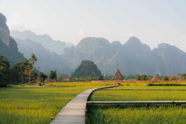 istock Rice paddy in Southeast asia 1974676545