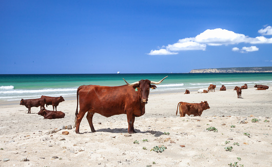 Brown cows on sandy beach in Cadiz, Spain