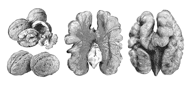 Walnuts isolated  on  background image in the technique of engraving