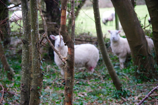 Whire sheep far behind trees in woodland. Selective focus