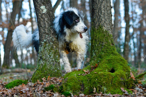 Maremman shepherd in the wood with autumn foliage and green musk