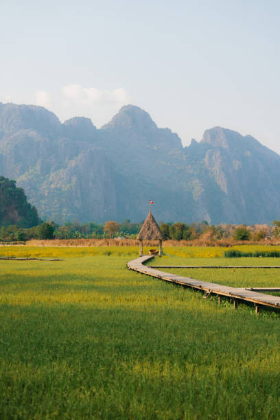 istock Rice paddy in Southeast asia 1974691342