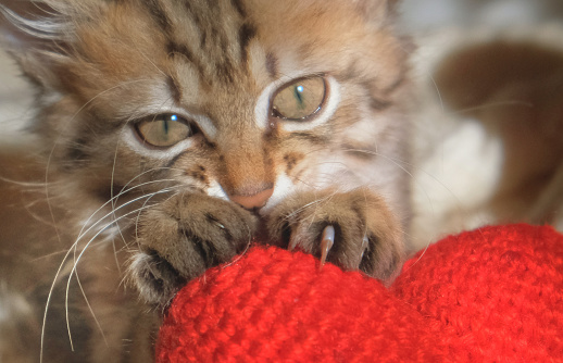 Cute funny kitten, pets, Sharpening claws