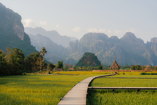 Scenic view of green rice paddy in Southeast asia