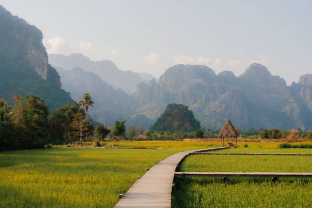 Rice paddy in Southeast asia Scenic view of green rice paddy in Southeast asia thailand rice field stock pictures, royalty-free photos & images
