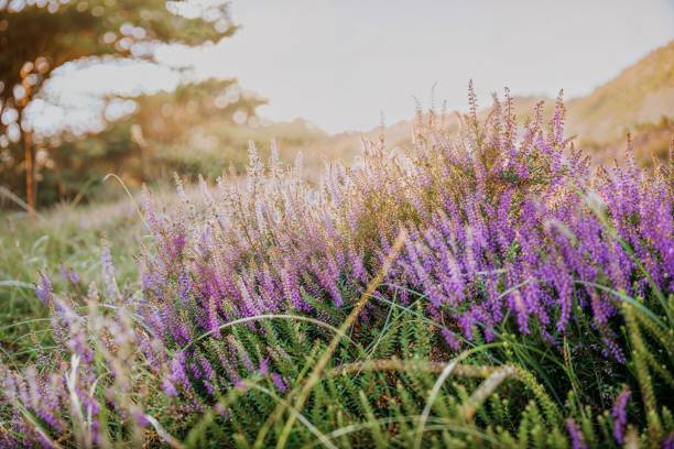 Colorful heather at sunset stock photo