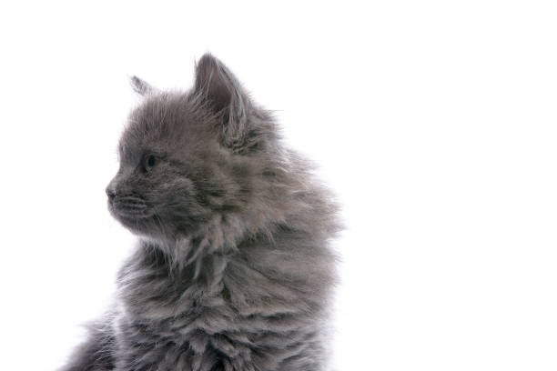 Domestic gray kitten looking to the side on a white background with copy space, selective focus