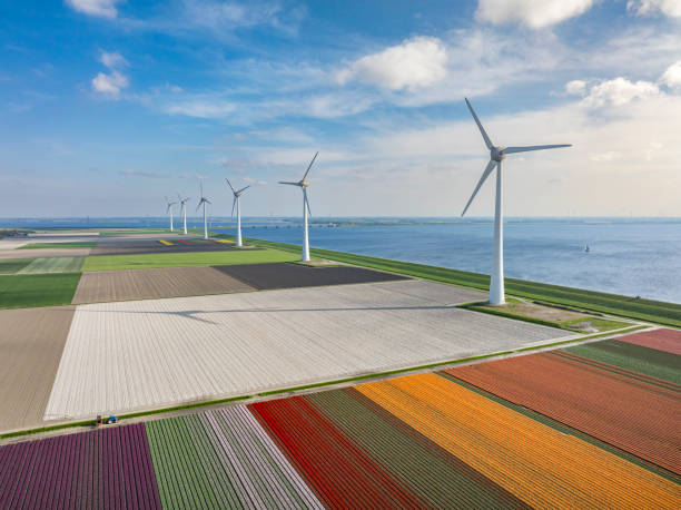 istock Tulips in agricutlural fields with wind turbines during springtime seen from above 1974726883