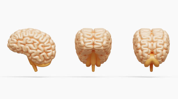 istock 3D brain icon. Human brain, cerebrum icon. Symbol of knowledge, learning and education concept. Front, side and back video of 3D brain. 3d illustration 1974727397