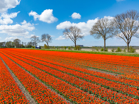 Red Tulips growing in agricultural fields in the Noordoospolder in Flevoland, The Netherlands, during springtime. The Noordoostpolder is a polder in the former Zuiderzee designed initially to create more land for farming.