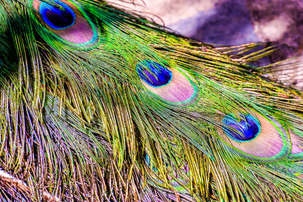 istock Colred Peacock Animal Bird 1974728551