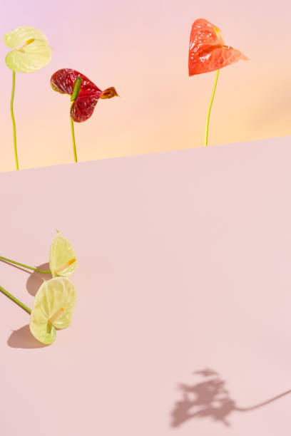 istock Artistic composition with anthuriums and pastel gradient, ideal for modern decor 1974729148