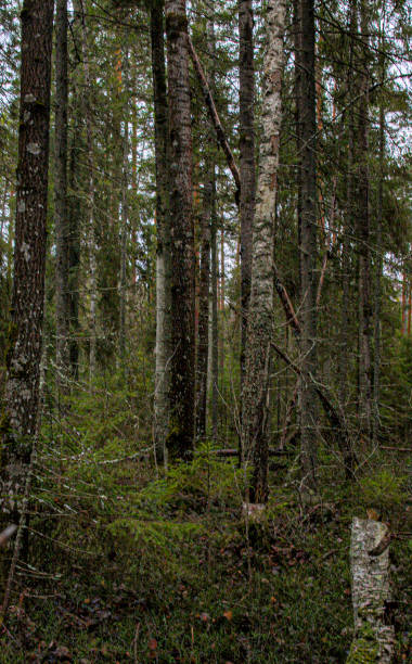 istock A gloomy inhospitable forest in a swamp 1974730285