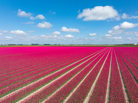 Tulips growing in agricultural fields in the Noordoostpolder in Flevoland, The Netherlands, during springtime seen from above. The Noordoostpolder is a polder in the former Zuiderzee designed initially to create more land for farming.