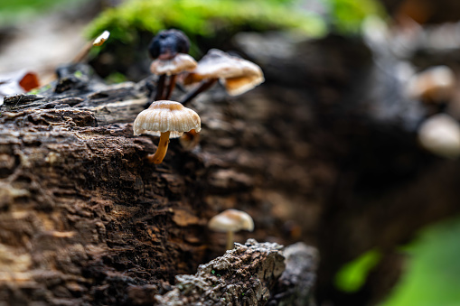 A closeup shot of mushrooms growing atop a decaying tree trunk