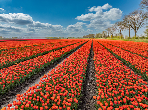 Red Tulips growing in agricultural fields in the Noordoospolder in Flevoland, The Netherlands, during springtime. The Noordoostpolder is a polder in the former Zuiderzee designed initially to create more land for farming.