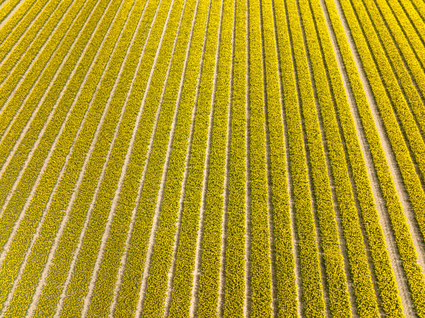 istock Tulips in yellow growing in agricutlural fields during springtime seen from above 1974735091