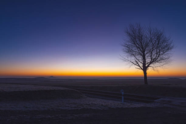 Tree at dusk