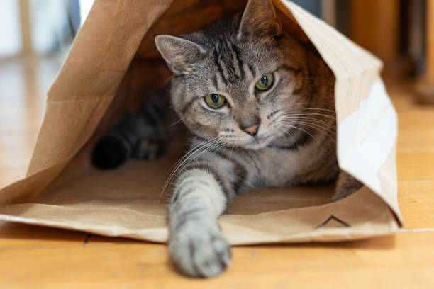 istock Cat relaxing in a paper bag 1974739449