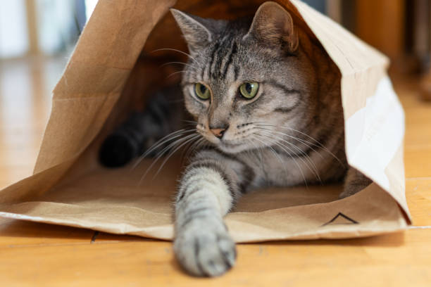 istock Cat relaxing in a paper bag 1974739456