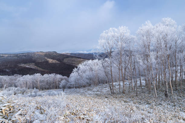 istock Beautiful hoarfrost forest Kirigamine 1974742049