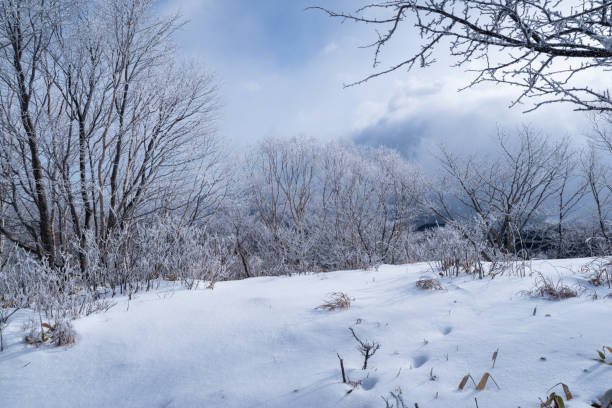 istock Beautiful hoarfrost forest Kirigamine 1974742102