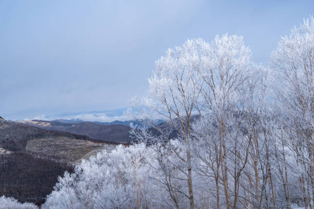 Beautiful hoarfrost forest Kirigamine