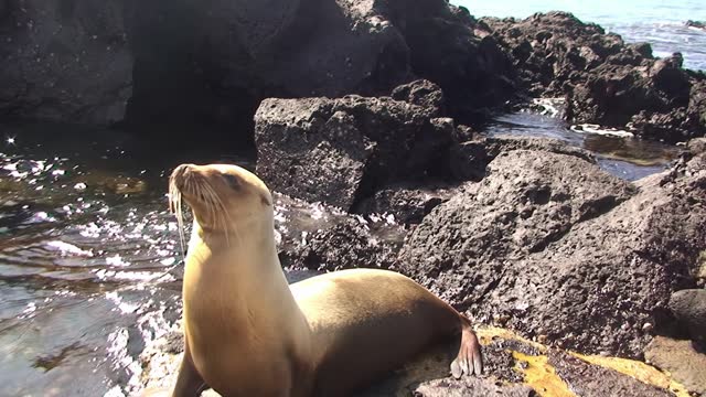 Galapagos Islands are frequently inhabited by sea lions.