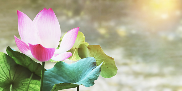 Beautiful blooming lotus flower photo with blurry background of flowing river in the freshness morning time.