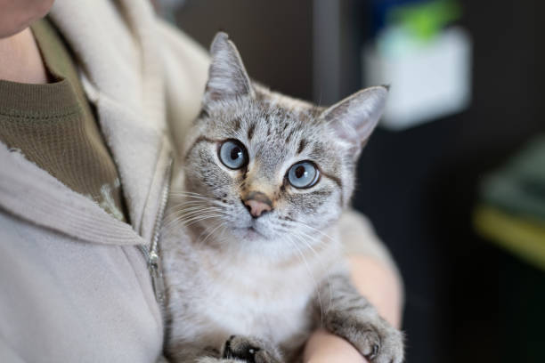 istock hug a cute pet cat 1974744756